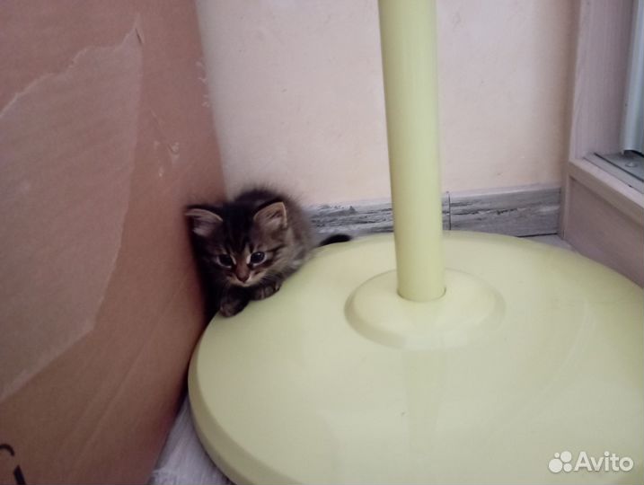 Турецкая ангора и сибирский кот