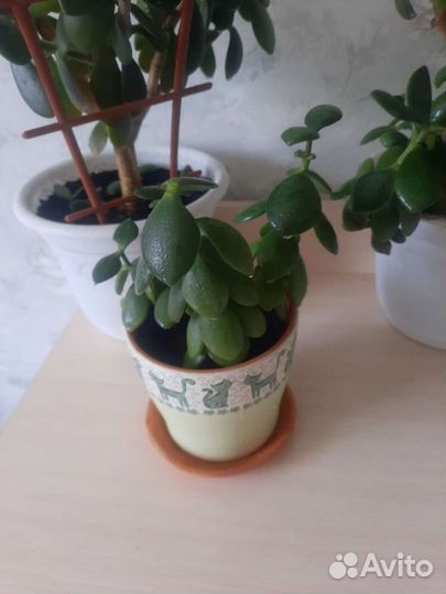 Толстянка (денежное дерево)