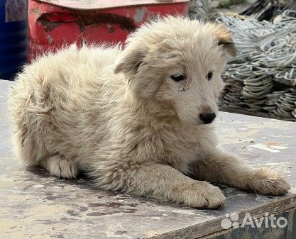 Жуля со стройки, 2 мес, очень пушистая. Вырастет с