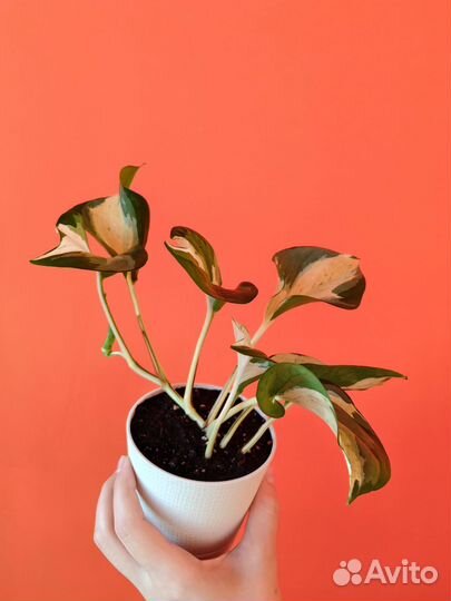 Эпипремнум марбл apple