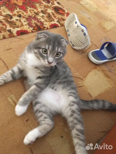 Вислоухий кот