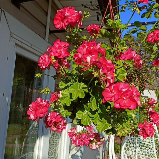 Пеларгония плющелистная, герань