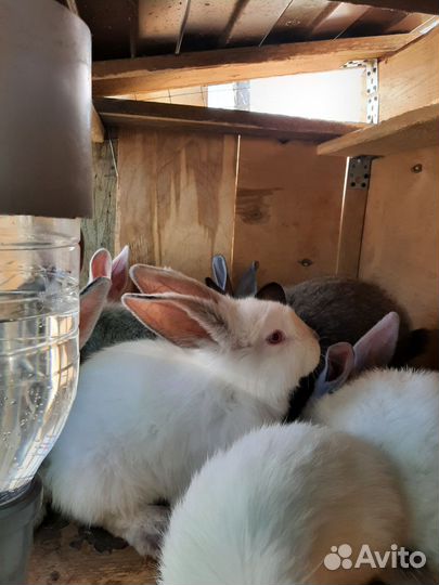 Продам кроликов мясных пород, возраст разный