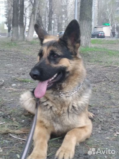 Выгул собак