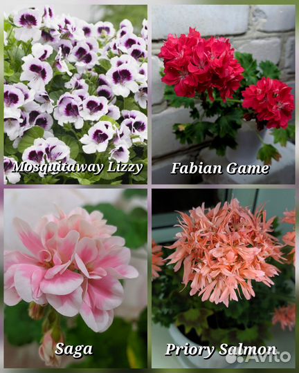 Сортовая пеларгония почтой