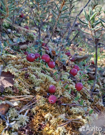 Клюква свежая