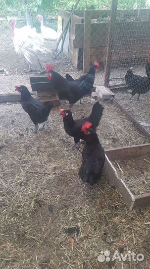 Инкубационные яйцо и цыплята