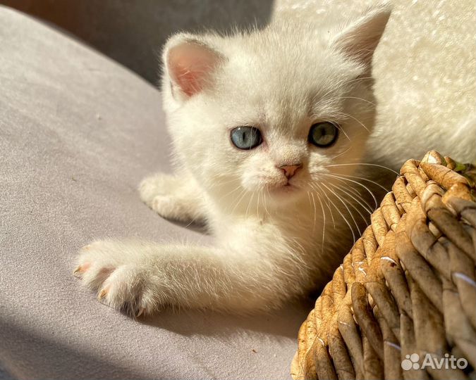 Британский мальчик