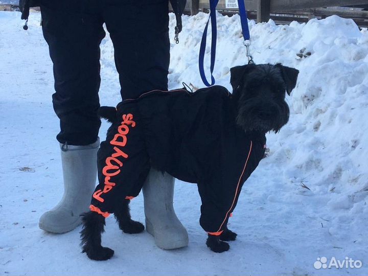 Миттельшнауцер Шуберт в добрые руки