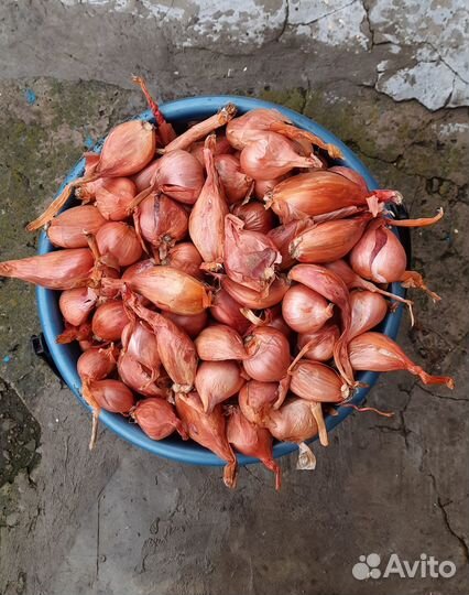 Лук Севок Шалот (Семейный)