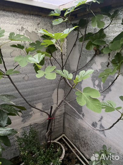 Инжир крымский,далматский,закавказский