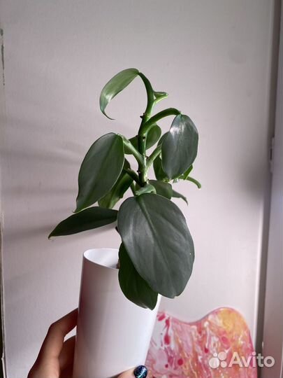 Филодендрон сильвер даст