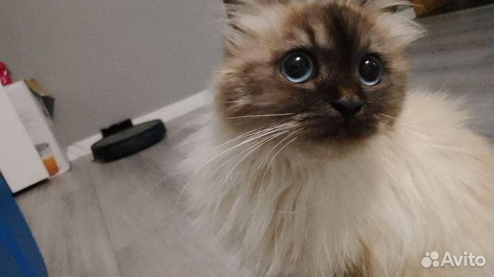 Кошка в дар бесплатно