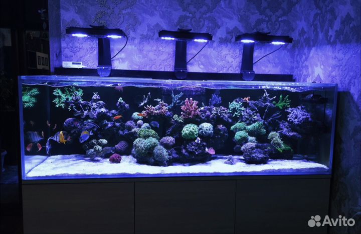 Аквариум морской