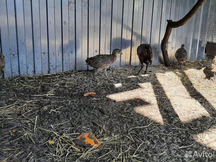 Фазан охотничий