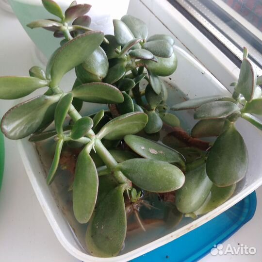 Толстянка(денежное дерево)