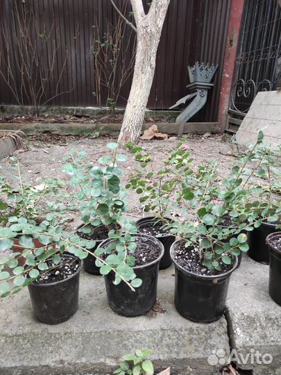 Кизильник декоративный, самшит