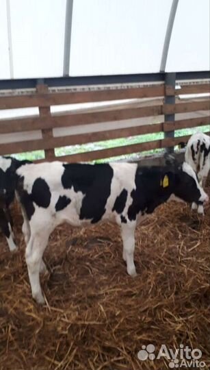 Бычеи холмогоры