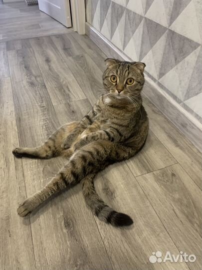 Вислоухий кот