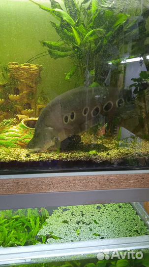 Аквариумные рыбки