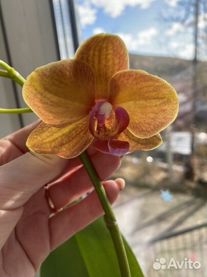Орхидея фаленопсис