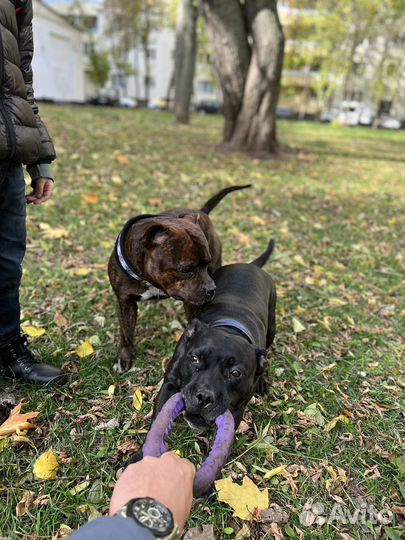 Вязка английский стаффордширский бультерьер