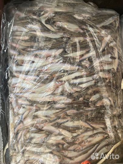 Свежемороженная мойва