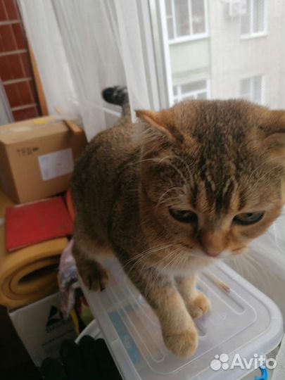 Шотландская кошечка