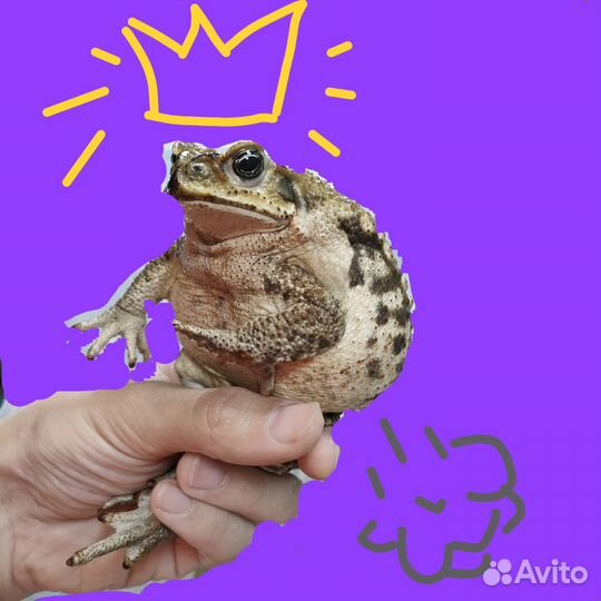 Жаба ага (Rhinella marina)