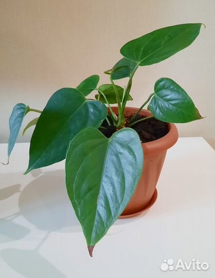 Комнатные цветы антуриум