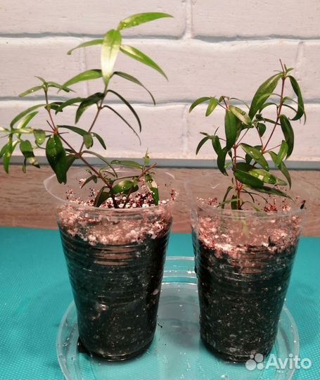 Комнатные цветы