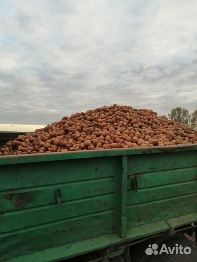 Продам картофель