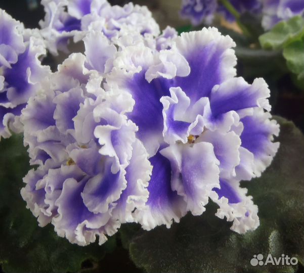 Фиалка.детка