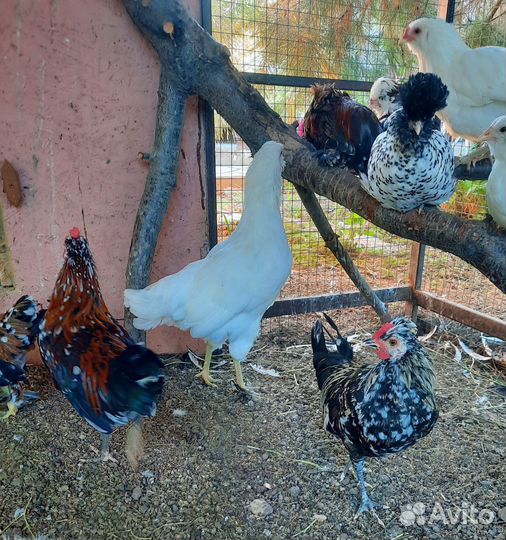 Петух Бентамка (карликовые)