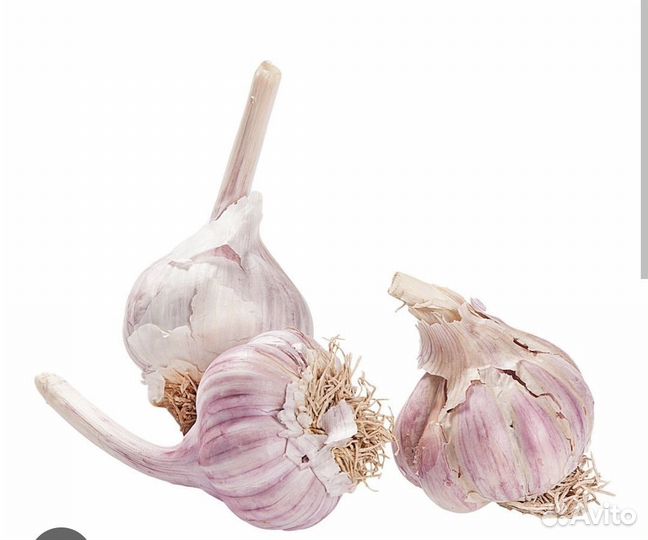 Чеснок