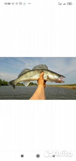 Судак рыба