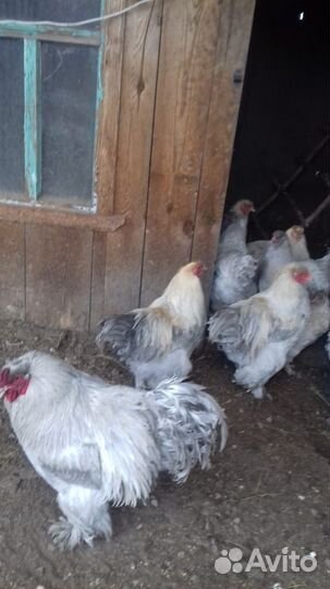 Инкубационное яйцо брама изабель