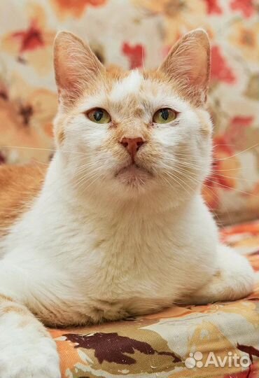 Ищем дом чудесному рыжику