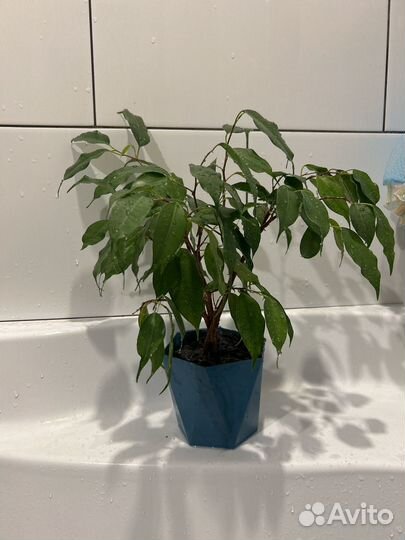 Фикус бенджамина