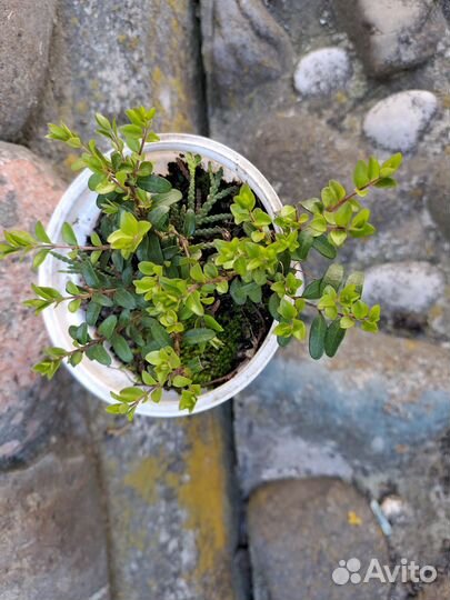 Жимолость шапочная