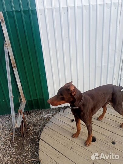 Доберману ищем хозяина, знающего эту породу