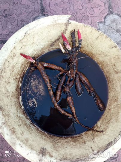 Пион Корал чарм и Сара Бернар