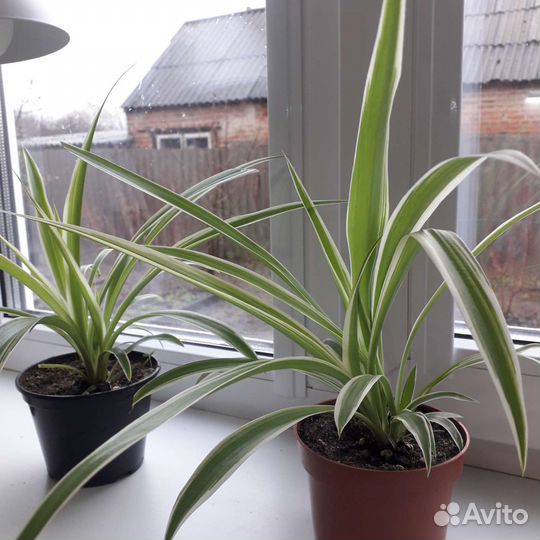 Хлорофитум лаксум