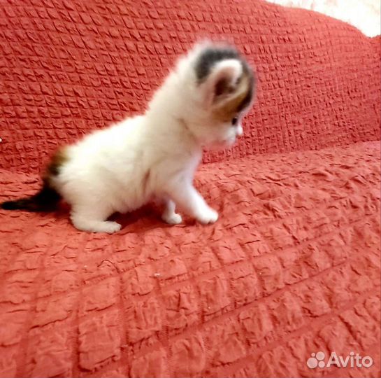 Британские котята