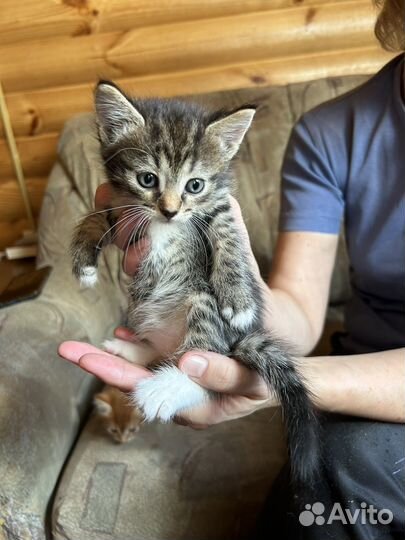 Котята домашние