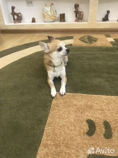 Вязка собак