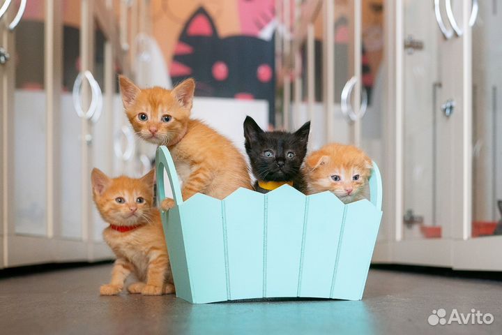 Котята в добрые руки, рыжики и черныш