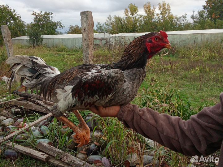 Бойцовые петух