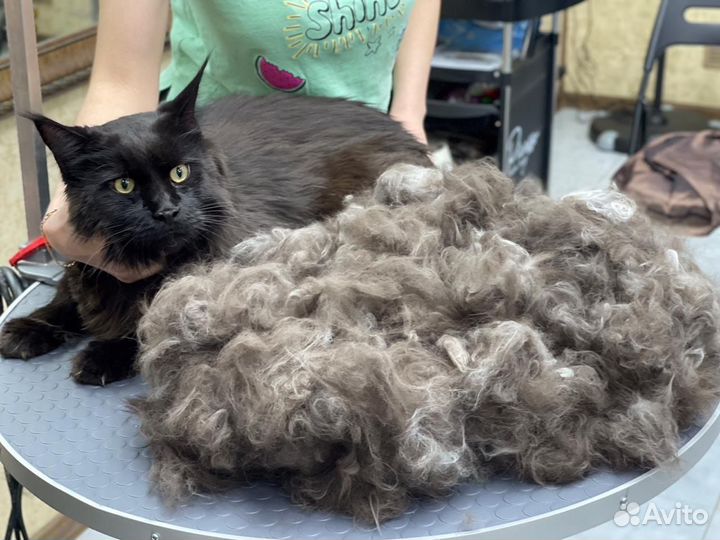 Груминг собак