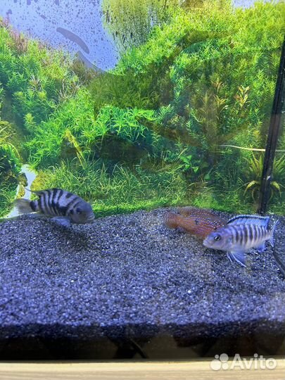 Рыбы цихлиды